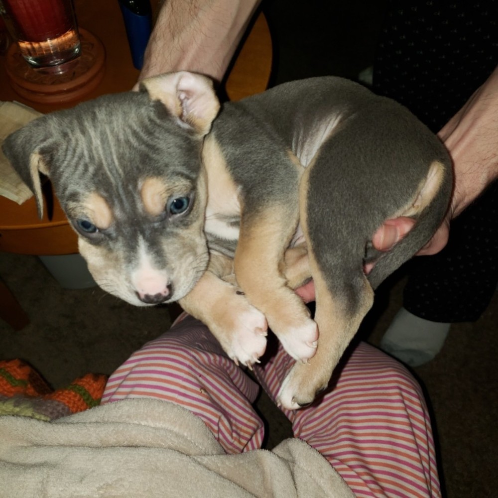 Meet your Posher, Adam